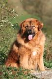 DOGUE DU TIBET 667